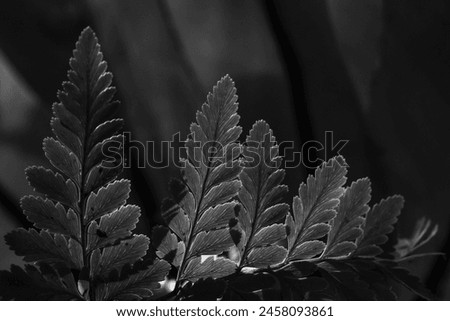 Black and white picture of fern leaves abstract background. Dark tone of leaves in tropical jungle. Shiny foliage nature background.