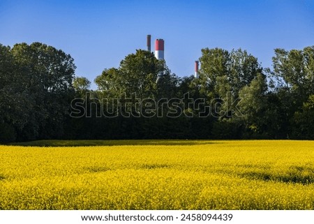 This image showcases a sprawling rapeseed field in full bloom, painted in brilliant shades of yellow. The horizon is lined by a dense forest, serving as a dark green contrast to the bright flowers.