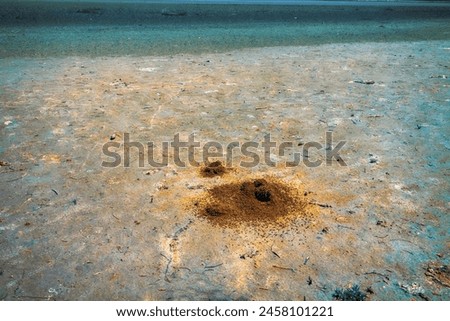 Myrmecology. Ants build anthills on salt marsh in form of earthen tower because salt water under crust of soil. Nomadic Myrmica limanica or driver ants builds such craters near exit. North Black Sea