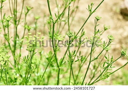 Parsley in bloom. Small white flowers blooming on the stem in deep green nature defocused background. Macro image, shallow depth of field. Spring or summer nature background.