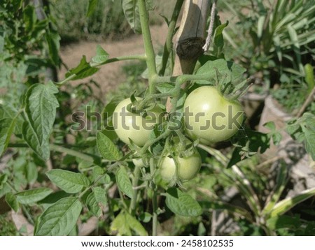 The cherry tomato is a type of small round or plum-shaped tomato believed to be an intermediate genetic admixture between wild currant-type tomatoes and domesticated garden tomatoes.  Royalty-Free Stock Photo #2458102535