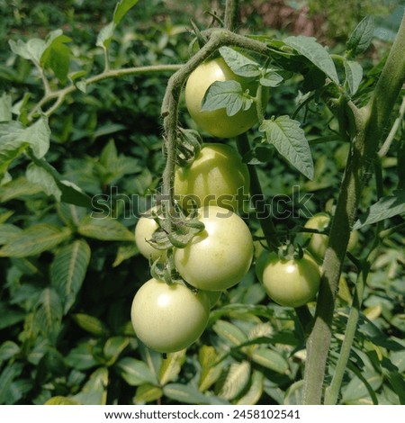 The cherry tomato is a type of small round or plum-shaped tomato believed to be an intermediate genetic admixture between wild currant-type tomatoes and domesticated garden tomatoes.  Royalty-Free Stock Photo #2458102541