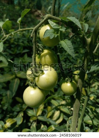 The cherry tomato is a type of small round or plum-shaped tomato believed to be an intermediate genetic admixture between wild currant-type tomatoes and domesticated garden tomatoes. Royalty-Free Stock Photo #2458106019