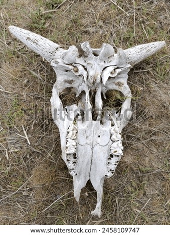 skull skeleton of a cow with horns