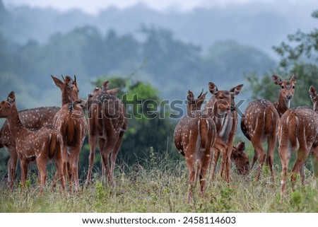 Deer in Ooty's Mudumalai Forest -high quality Stock Photo Collection
