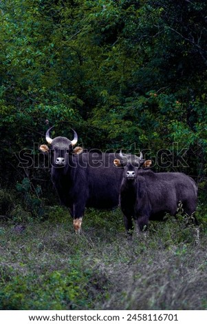 high res Stock Photo Collections of Indian Wild Bison in Ooty's Mudumalai Forest tamil nadu, Perfect for publications, websites, and presentations seeking authentic wildlife imagery.