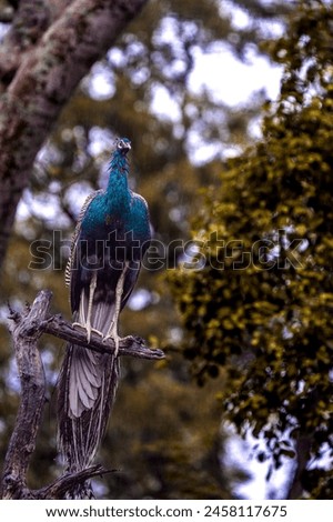 high-resolution stock photo collections featuring Indian peacocks in Ooty's Mudumalai Forest in Tamil Nadu