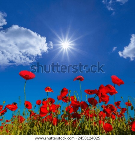closeup red poppy flowers on blue sky under a sparkle sun