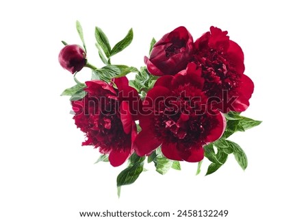Burgundy Red Peonies Arrangement Isolated on White Background