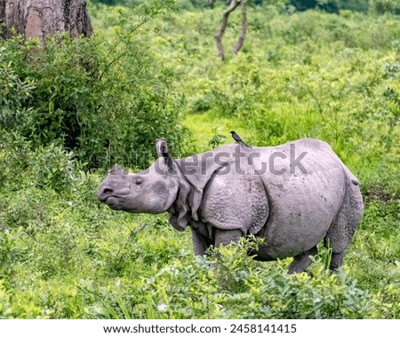 Indian Rhinoceros (Rhinoceros unicorns) in its natural habitat in Kaziranga National Park, Assam, India.