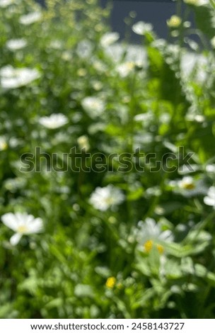 Beautiful nature photo, blurred bokeh green growth, white flowers daisies background 