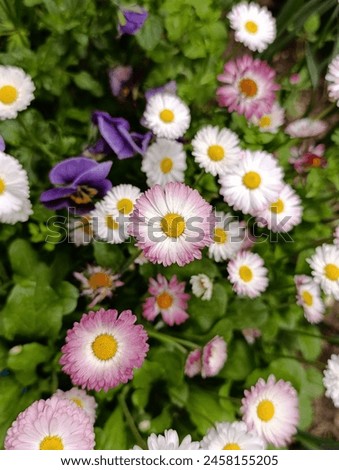 Bellis perennis the daisy, is a European species of the family Asteraceae, often considered the archetypal species of the name daisy. Royalty-Free Stock Photo #2458155205