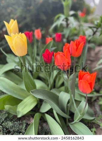 Embrace renewal with vibrant tulip photos. These perennial beauties, bursting with colors and unique shapes, symbolize spring. From classic to exotic hybrids, tulips bloom in early spring's essence.
