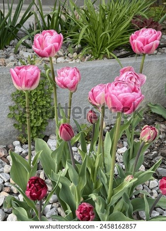 Embrace renewal with vibrant tulip photos. These perennial beauties, bursting with colors and unique shapes, symbolize spring. From classic to exotic hybrids, tulips bloom in early spring's essence.