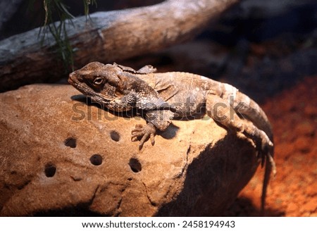 Interior photo view of a wild life animal creature reptile lizard beast on a rock stone in a park garden of a tropical exotic nature natural zoo