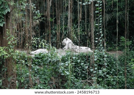 Exterior photo view of a wild life animal creature white tiger feline beast on a rock stone in a park garden of a tropical exotic nature natural zoo with green jungle forest and vines around