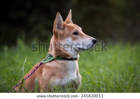 summer photo of dog lying on the grass