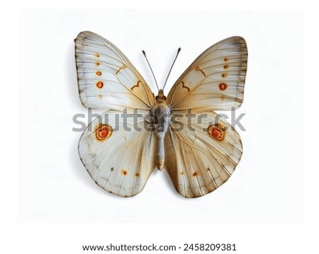 The white background in the picture is a beautiful white butterfly with orange and yellow spots on both wings.