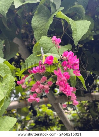 Coral Vine also known as Mexican creeper, chain of love or queen’s wreath vine, coral vine (Antigonon leptopus) is a fast-growing tropical vine that grows in the warm climates of USDA plant hard