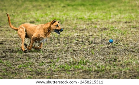 A BROWN COLORED DOG RUNNING FAST CHASING A BLUE BALL IN FRONT OF HIM WITH A INTENSE FOCUS AND FEET OFF THE GROUND AT A OFF LEASH DOG AREA AT MERYMOOR PARK IN REDMOND WASHINGTON