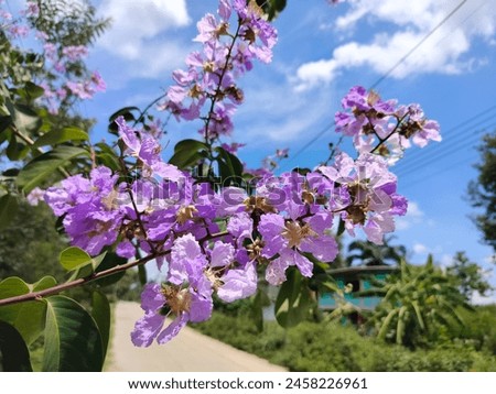 Picture of Kanlapruek flowers, purple, pink, some blooming, fighting the hot sun. Challenge and identity amidst the obstacles that exist
