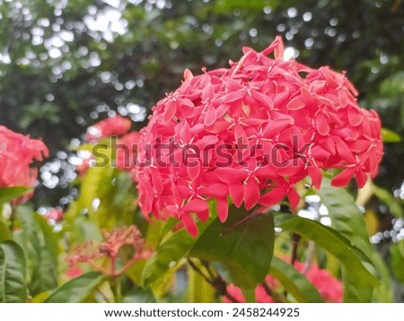Beautiful Saraca asoca flower stock photo 