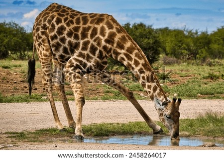 an African giraffe sips at a waterhole.