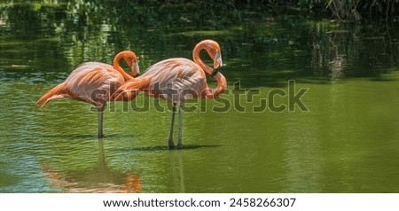 Two Beautiful flamingos standing in the water. American Flamingo in a pond. American flamingo Phoenicopterus ruber or Caribbean flamingo. Big bird is relaxing in nature. Royalty-Free Stock Photo #2458266307