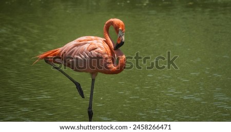 Beautiful flamingos standing in the water. American Flamingo in a pond. American flamingo Phoenicopterus ruber or Caribbean flamingo. Big bird is relaxing in nature. Royalty-Free Stock Photo #2458266471