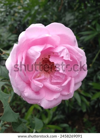  Beautiful Damask rose ,Pink colour rose,button rose,panner rose, common Indian rose flower.