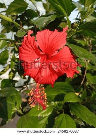 Hibiscus rosa-sinensis, known colloquially as Chinese hibiscus, China rose, Hawaiian hibiscus, rose mallow and shoeblack plant, is a species of tropical hibiscus, a flowering plant in the Hibisceae tr Royalty-Free Stock Photo #2458270087