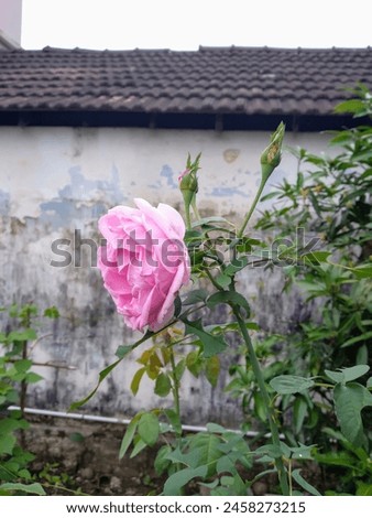 Beautiful Damask rose, Pink colour rose, button rose, panner rose