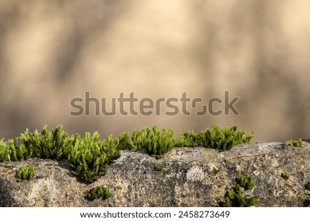 
green moss on a stone on a sunny day