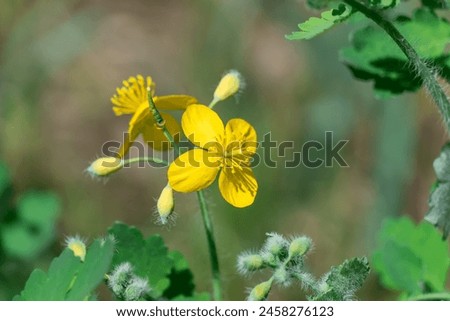 Close-up of yellow flower celandine grows in fields and meadows. Blooming medicinal chelidonium plant of the poppy family papaveraceae. Widely used in traditional medicine. Royalty-Free Stock Photo #2458276123