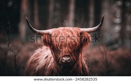 Highland cow, cows, highland cow photos, highland cow photography, landscape, portrait, wildlife, nature, animals, farm animals, art, photography, photographer