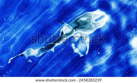 Dusky Shark (Carcharhinus obscurus) Top shot blue background shark close to surface