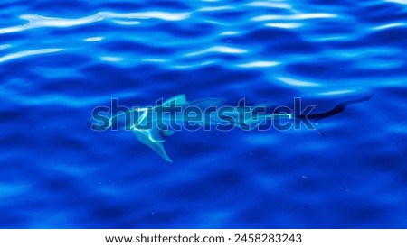 Dusky Shark (Carcharhinus obscurus) Top shot blue background shark close to surface