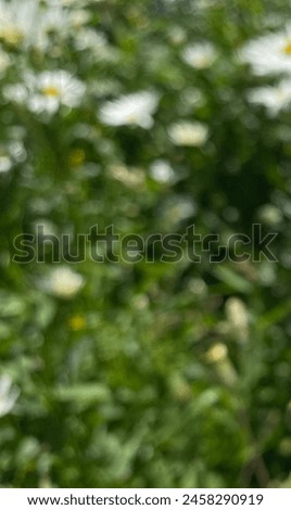 Beautiful nature photo, blurred bokeh, dark green white blurred growth, daisies background 