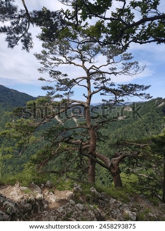 Relict pine tree on the ridge. Royalty-Free Stock Photo #2458293875