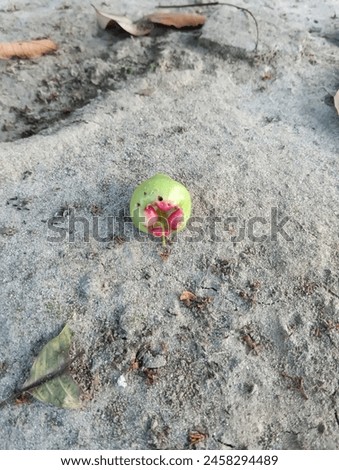 A beautiful picture of Java apple also known as Amruj fallen in the ground. 