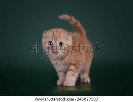 young kitten on a colored background isolated