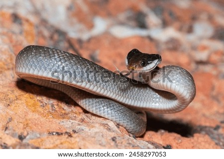 A beautiful red-lipped herald snake (Crotaphopeltis hotamboeia), also called a herald snake, displaying its signature defensiveness  Royalty-Free Stock Photo #2458297053