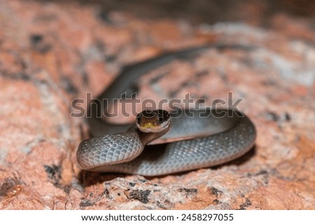 A beautiful red-lipped herald snake (Crotaphopeltis hotamboeia), also called a herald snake, displaying its signature defensiveness  Royalty-Free Stock Photo #2458297055
