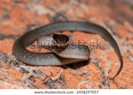A beautiful red-lipped herald snake (Crotaphopeltis hotamboeia), also called a herald snake, displaying its signature defensiveness  Royalty-Free Stock Photo #2458297057