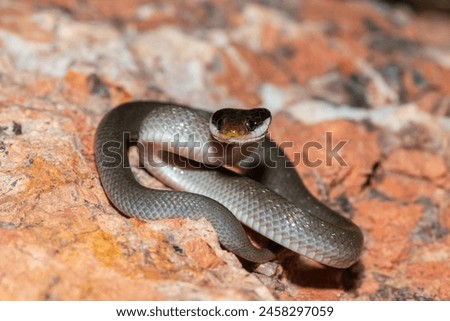 A beautiful red-lipped herald snake (Crotaphopeltis hotamboeia), also called a herald snake, displaying its signature defensiveness  Royalty-Free Stock Photo #2458297059