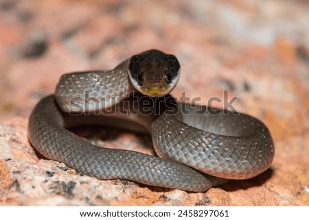 A beautiful red-lipped herald snake (Crotaphopeltis hotamboeia), also called a herald snake, displaying its signature defensiveness  Royalty-Free Stock Photo #2458297061