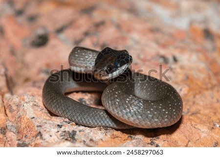 A beautiful red-lipped herald snake (Crotaphopeltis hotamboeia), also called a herald snake, displaying its signature defensiveness  Royalty-Free Stock Photo #2458297063