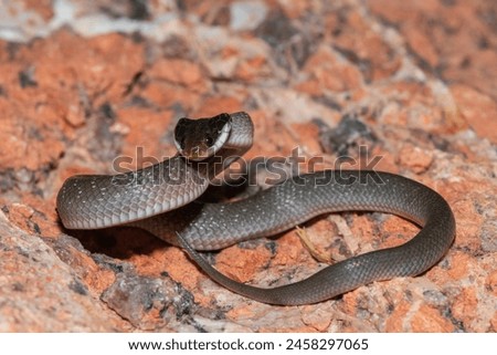 A beautiful red-lipped herald snake (Crotaphopeltis hotamboeia), also called a herald snake, displaying its signature defensiveness  Royalty-Free Stock Photo #2458297065