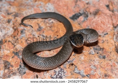 A beautiful red-lipped herald snake (Crotaphopeltis hotamboeia), also called a herald snake, displaying its signature defensiveness  Royalty-Free Stock Photo #2458297067