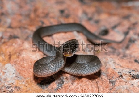 A beautiful red-lipped herald snake (Crotaphopeltis hotamboeia), also called a herald snake, displaying its signature defensiveness  Royalty-Free Stock Photo #2458297069